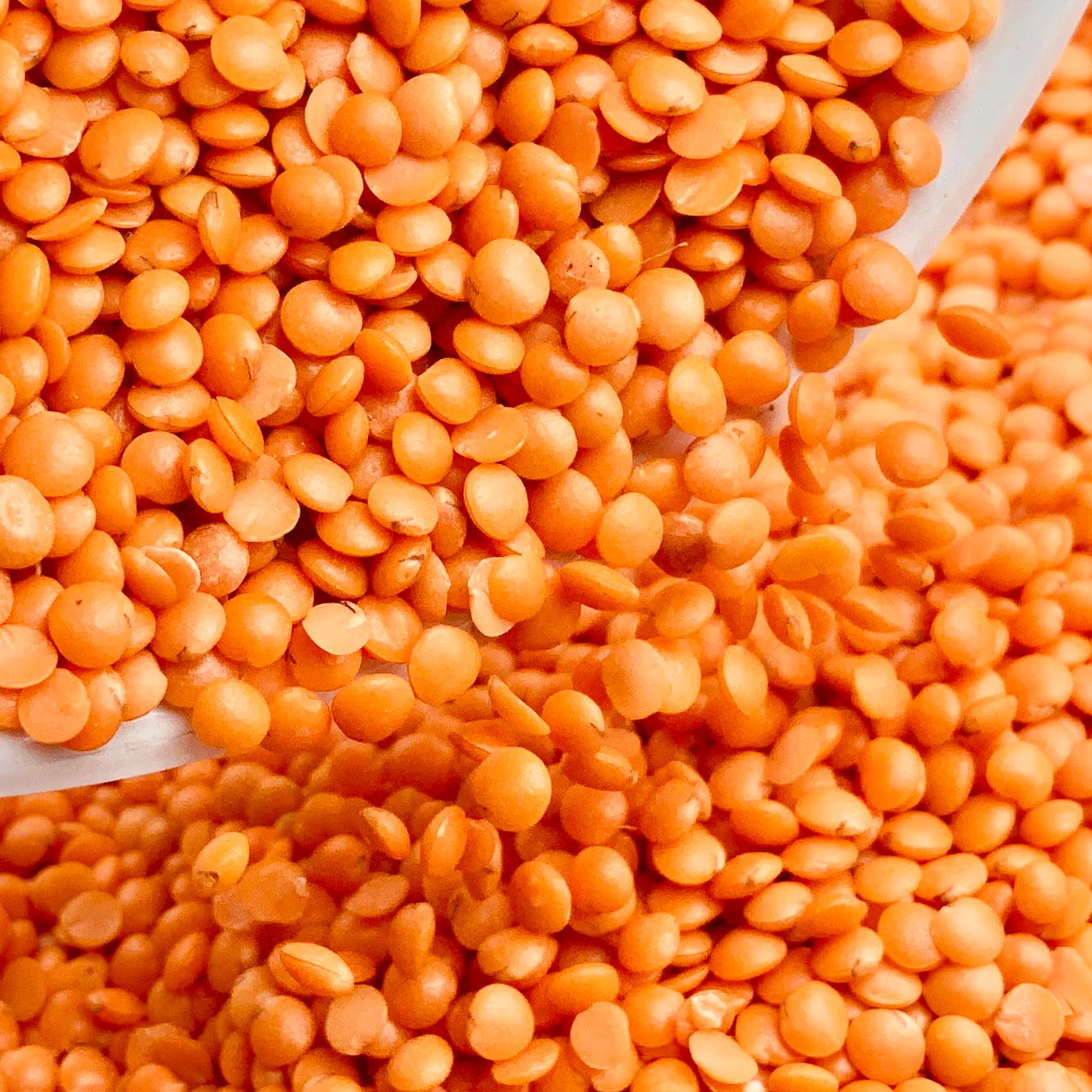 Masoor Dal 1 kg
